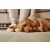 Panele winylowe COREtec Naturals 1500+++ FLORA 50 LVRE 2554